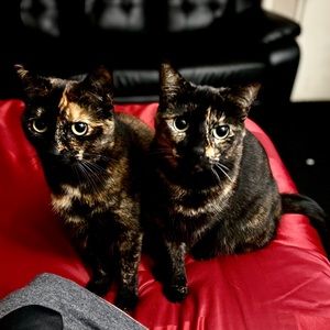 Meet your Posher, Luis